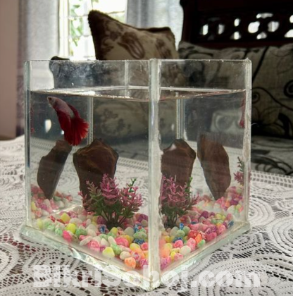 Betta Fish With 6.5” Crystal Glass Aquarium